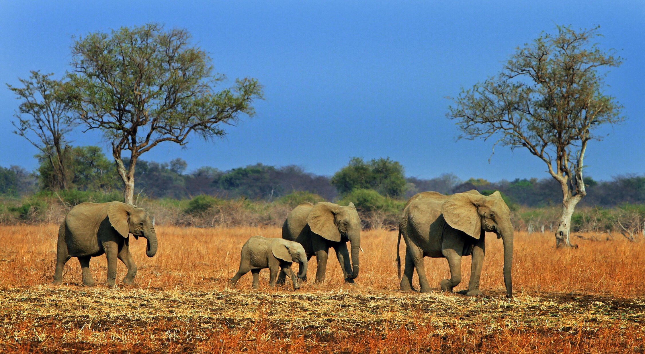 South Luangwa National Park elephants