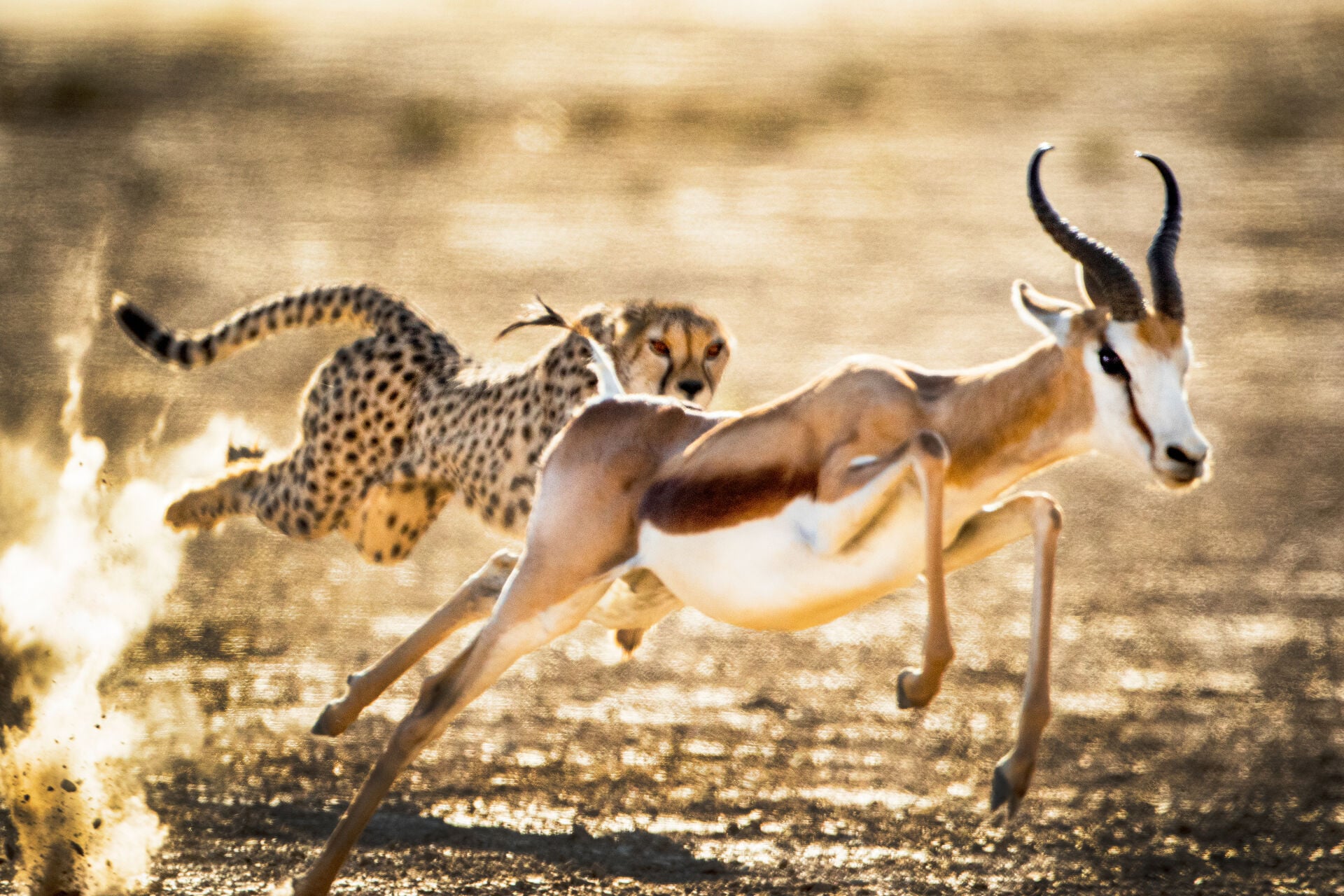 Cheetah Hunting