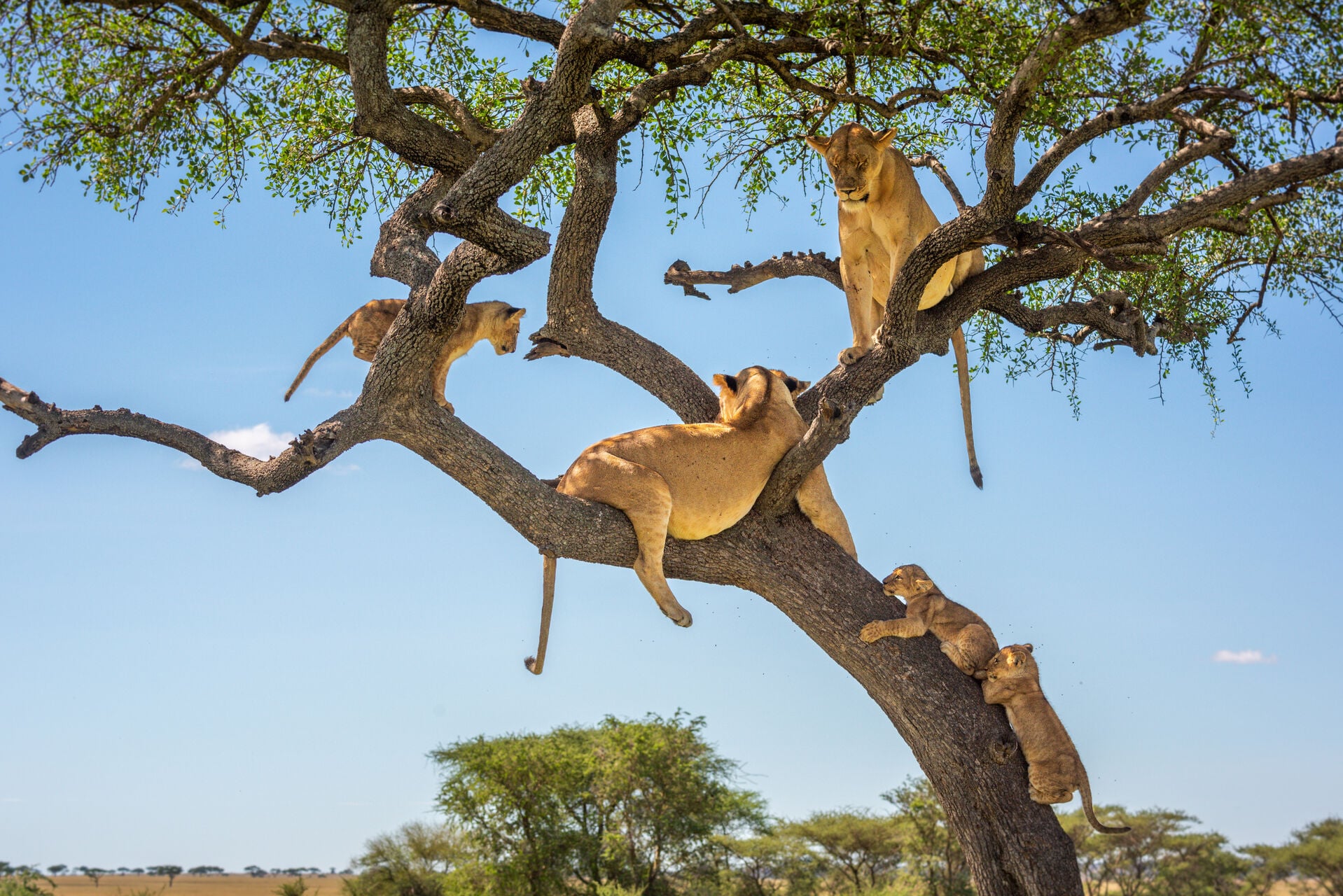 acacia tree lions