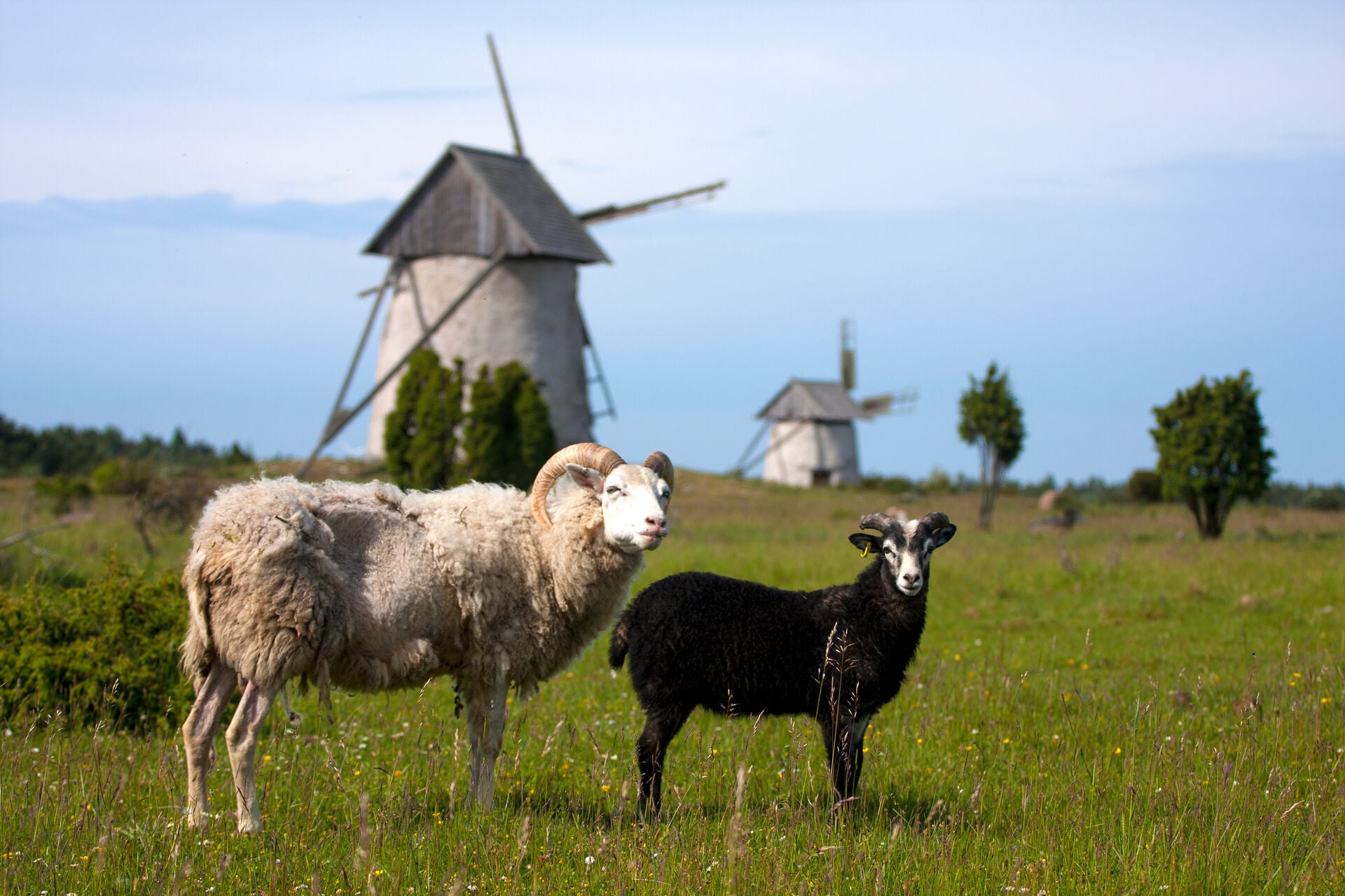 Goats in Gotland Adobe Stock