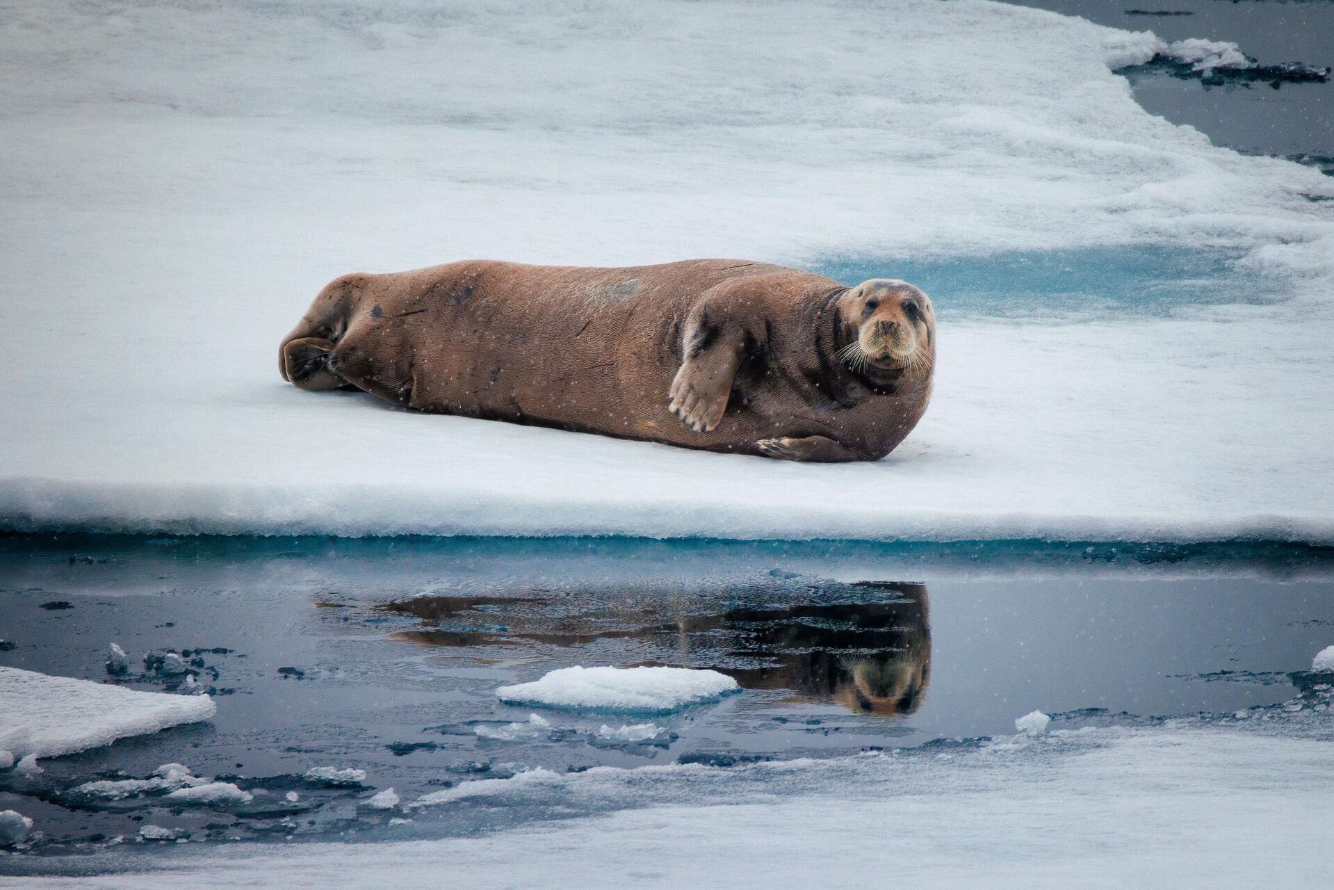 Bearded Seal Nunavut