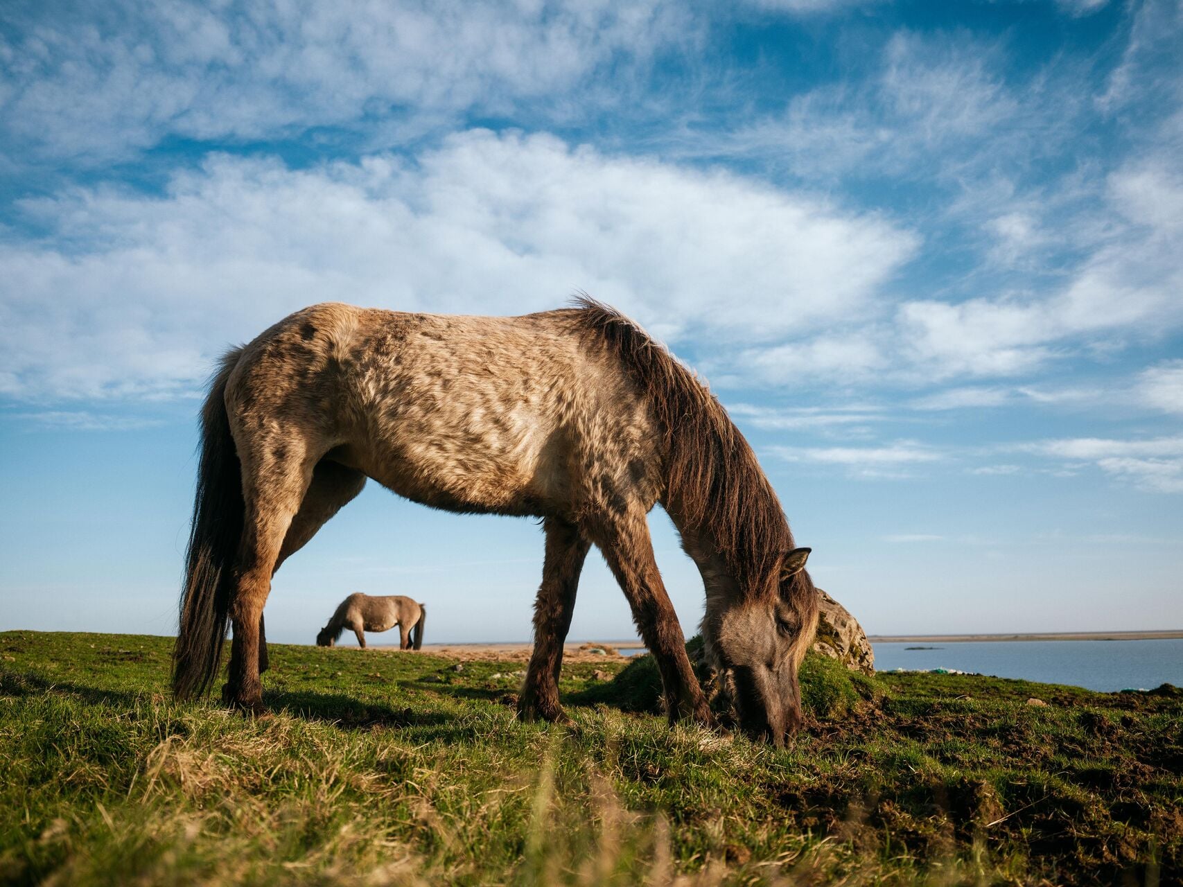 Icelandic Pony's Iceland Road trip
