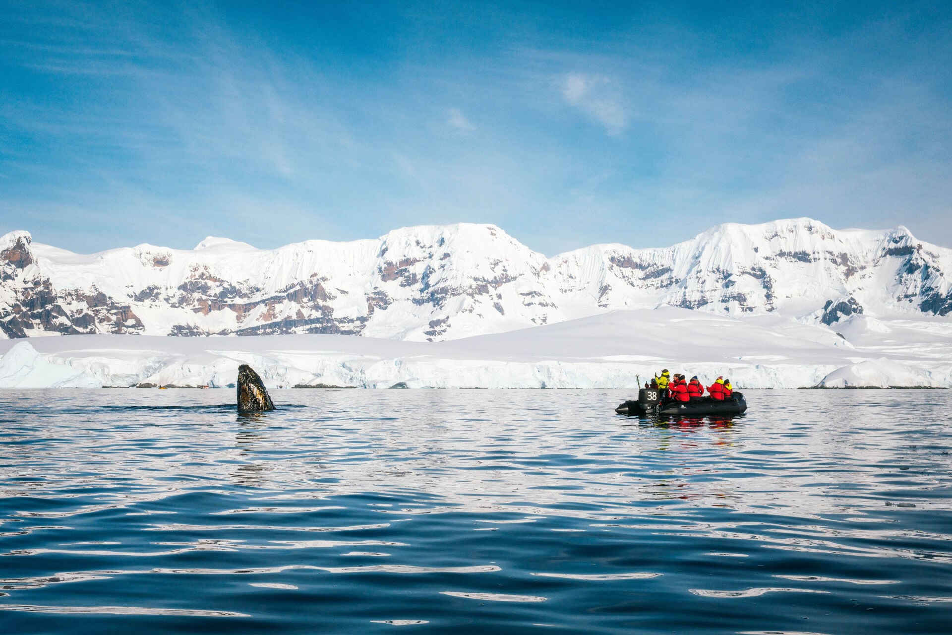 Fournier Bay zodiac humpback whale