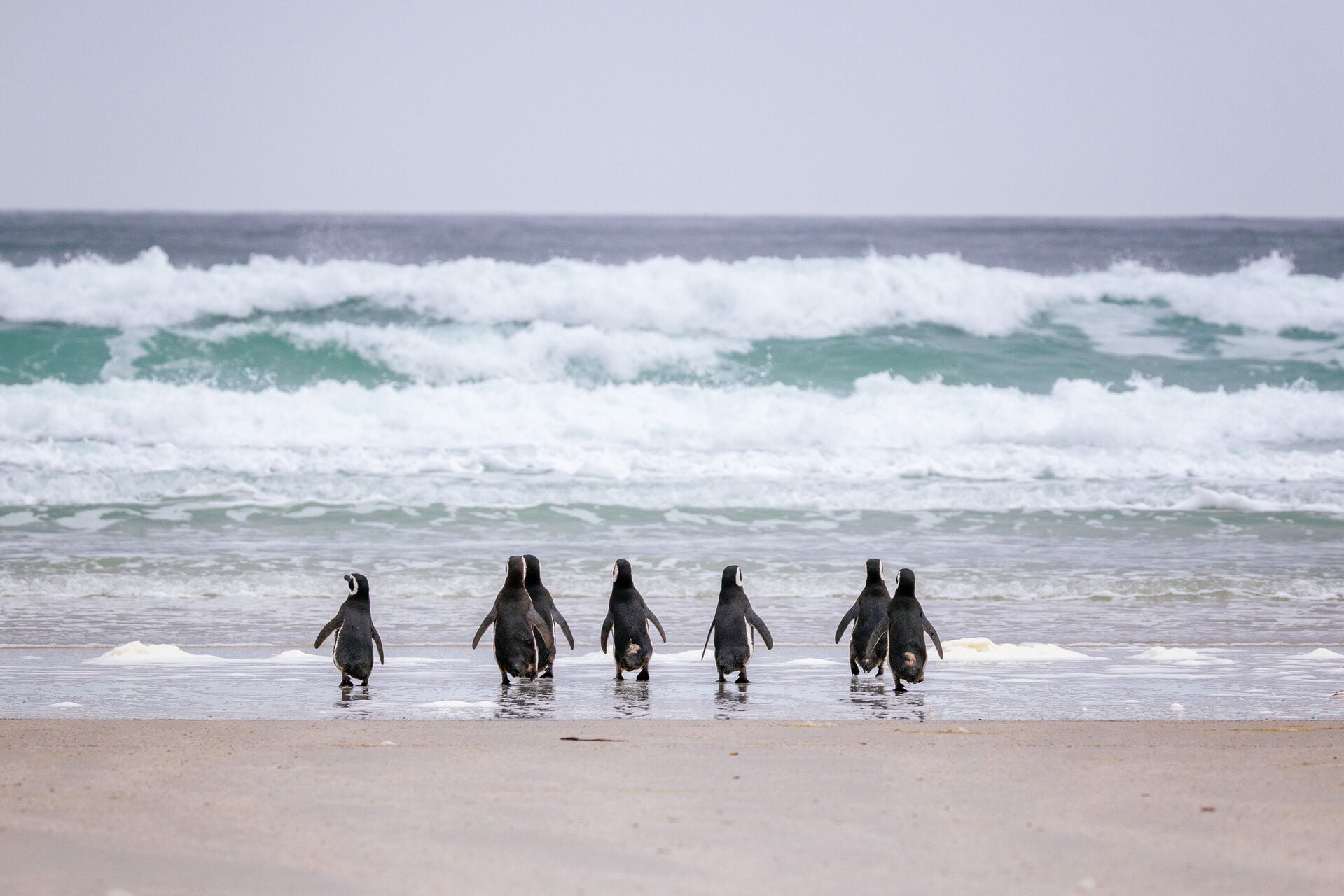 Falkland Islands Jeff Colhoun