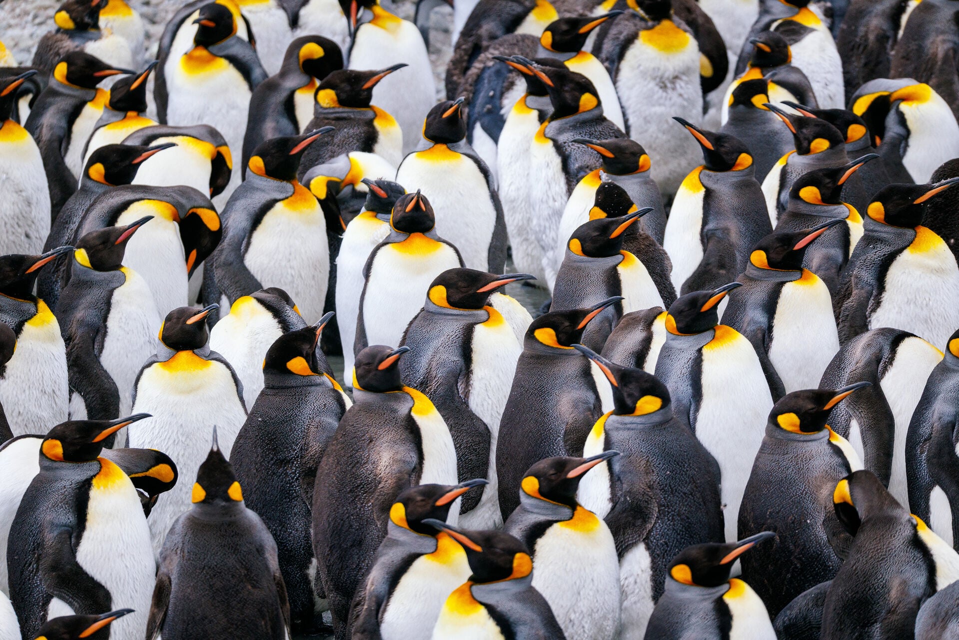 St Andrews Bay Jeff Colhoun