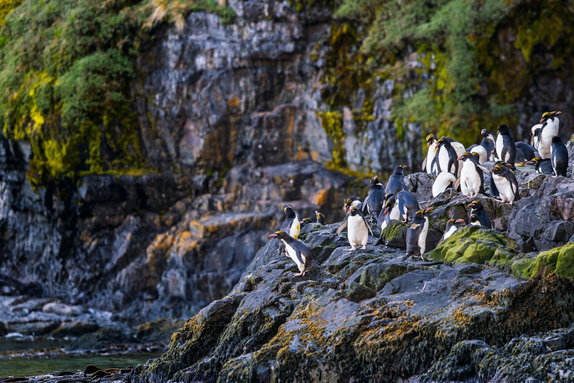 Macaroni Penguins South Georgia Jeff Colhoun