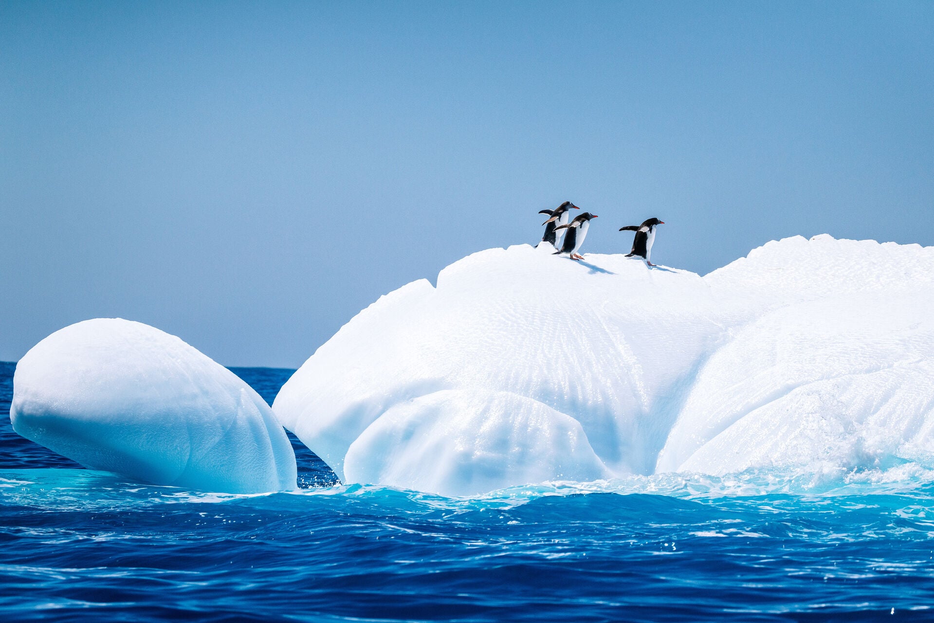 South Georgia Island Jeff Colhoun