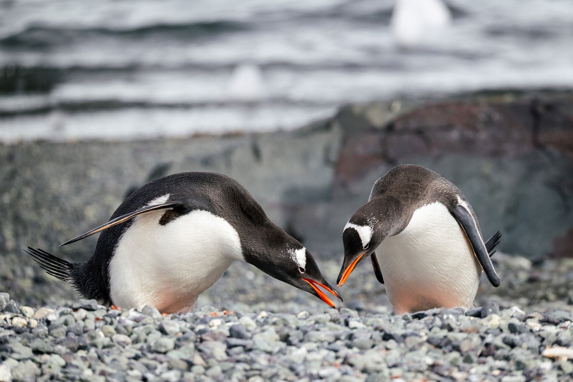 Gentoo Penguins Jeff Colhoun