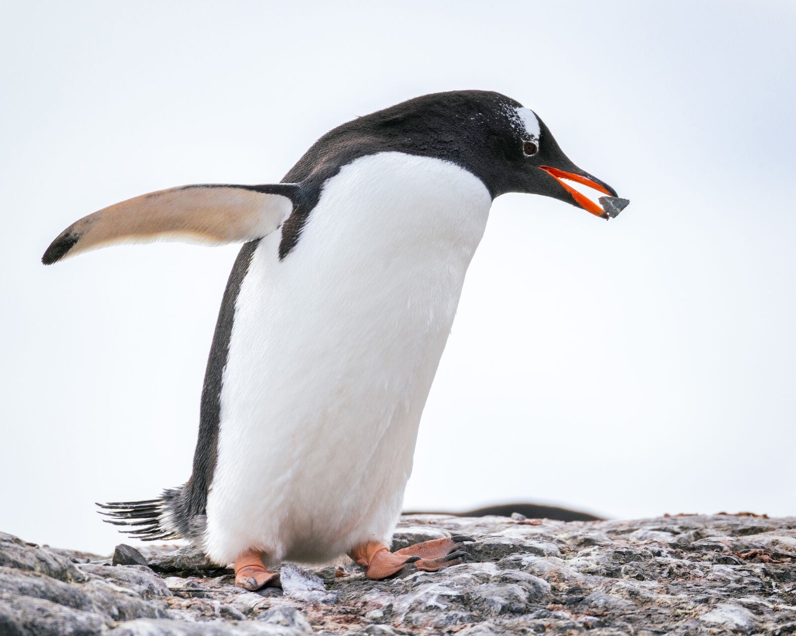 Antarctica Jeff Colhoun