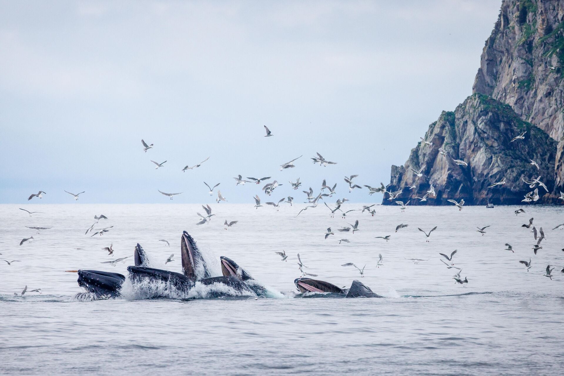 Humpback Whales Bubble net feeding