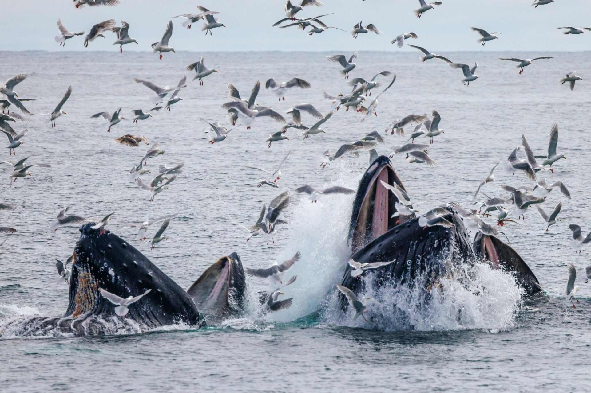 Humpback Whales Bubble net feeding