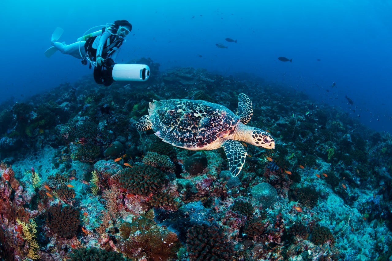 Underwater Maldives