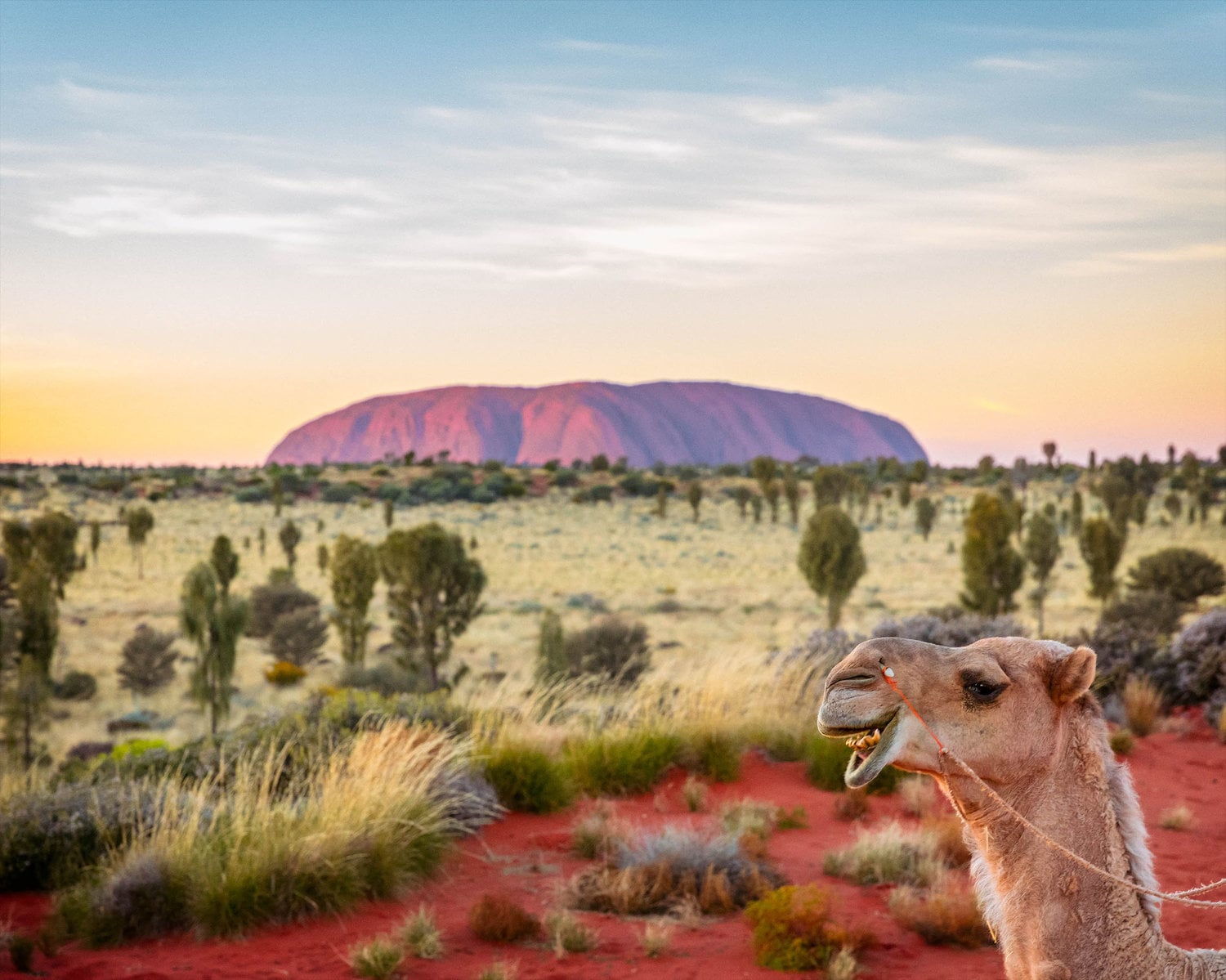 uluru camel