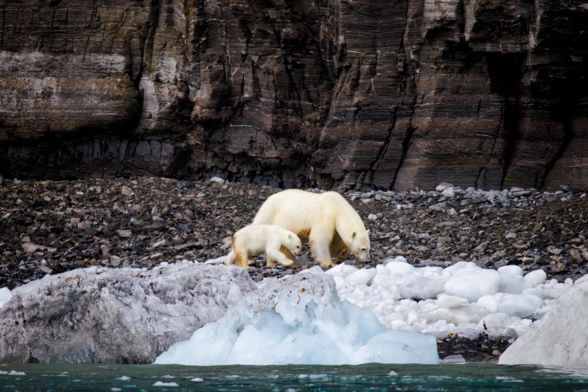 Polar Bears Nunavut