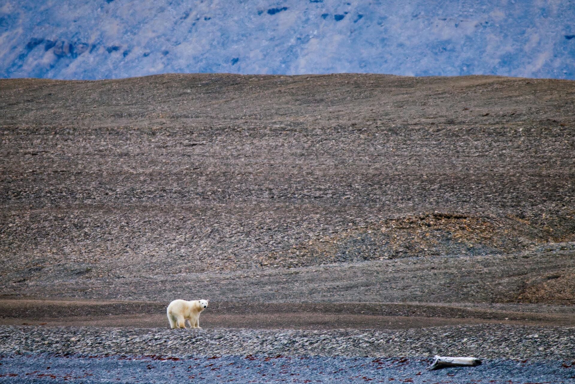 Polar Bear Radstock Tower Nunavut