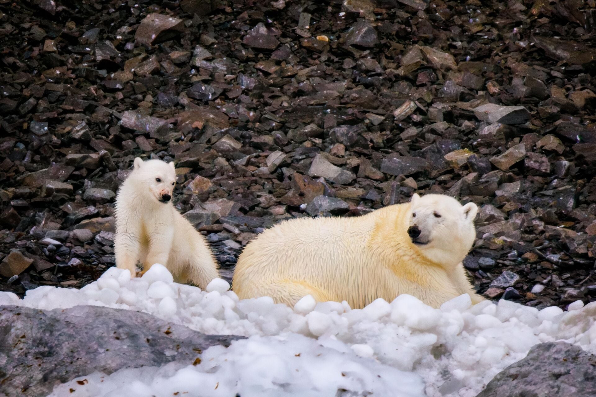 Polar Bears Nunavut