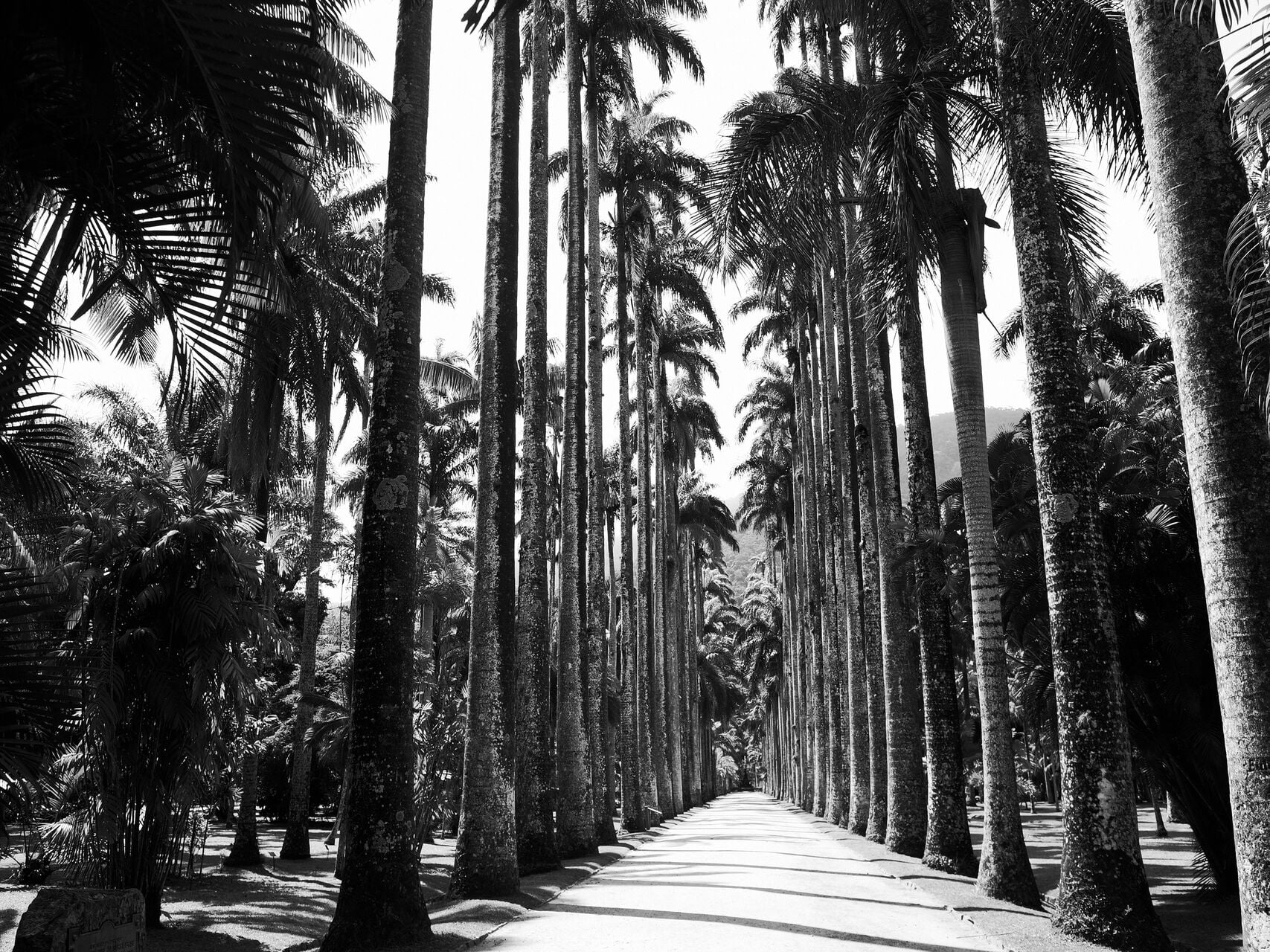 Rio Botanical Gardens