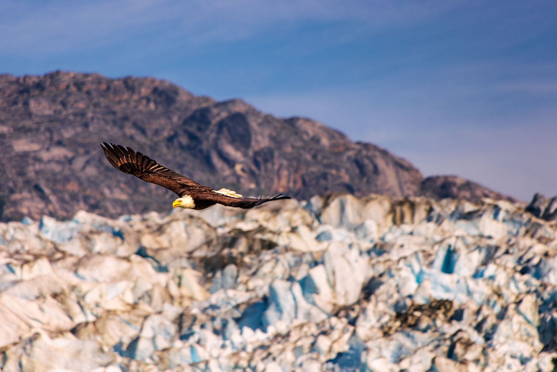 bald eagle alaska