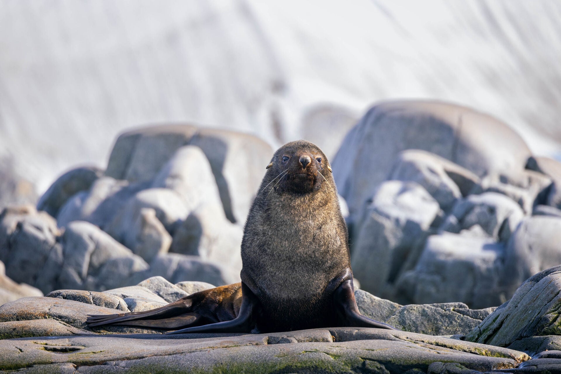 Fur seal Antarctic