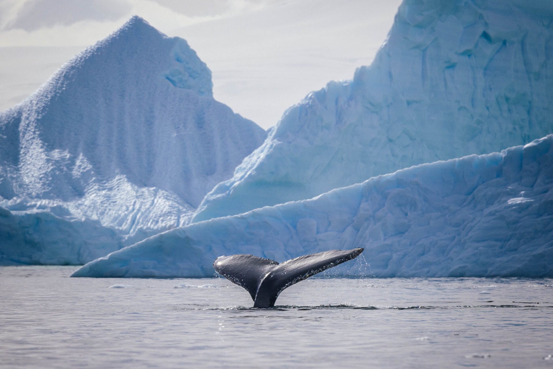 Portal Point Antarctica Humpback