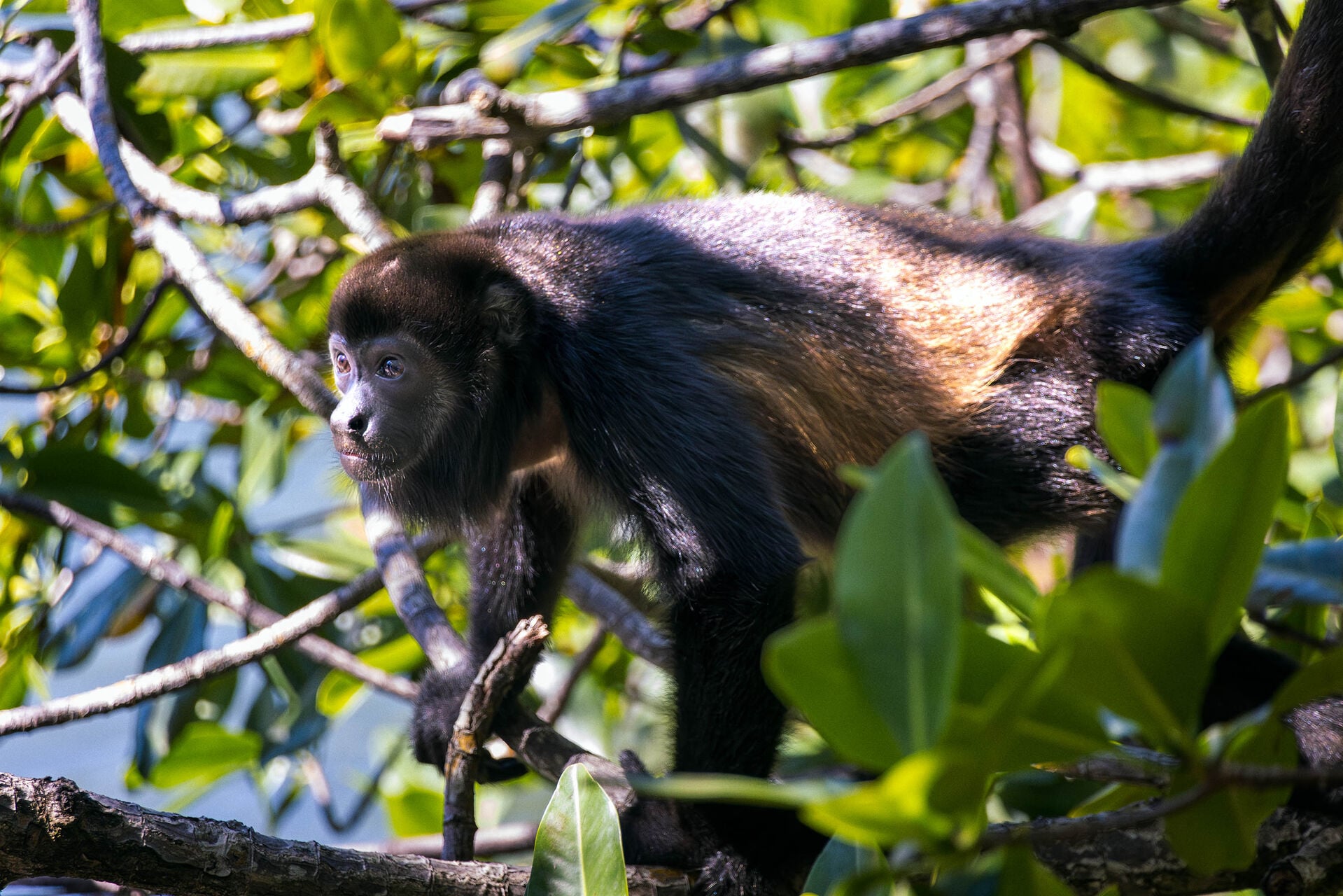 Monkey Island Bocas Del Toro Panama