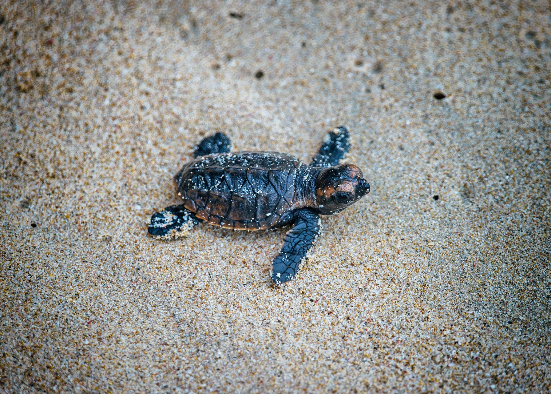 Baby Turtle Panama