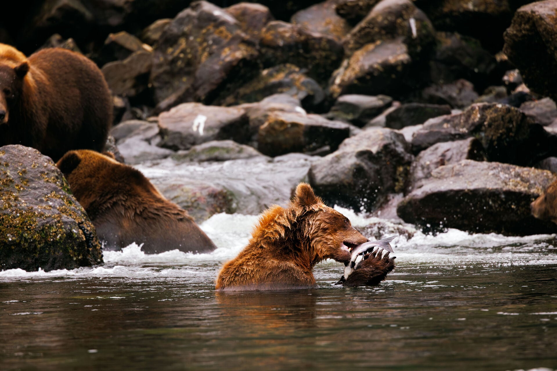 Brown Bear Alaska