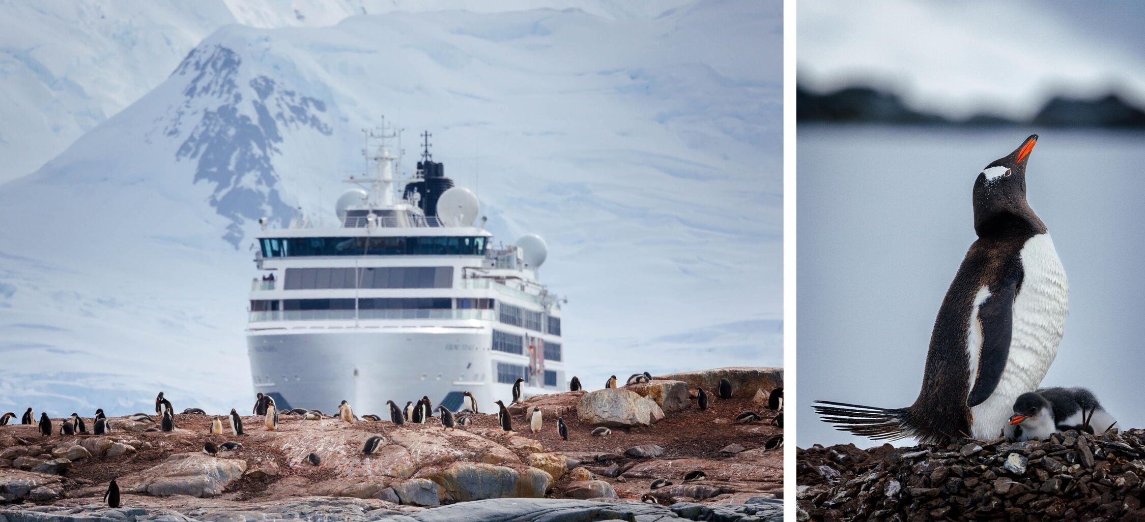 Demoy Point Gentoo Penguins