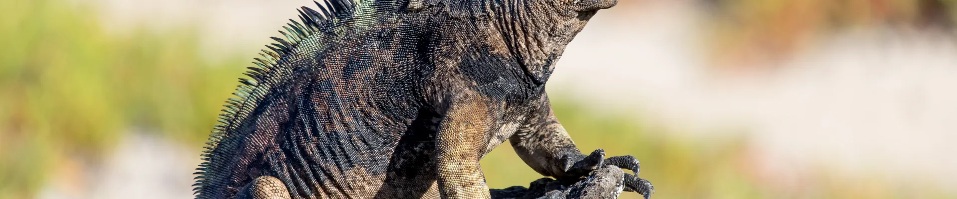Santa Fé Island, Galápagos