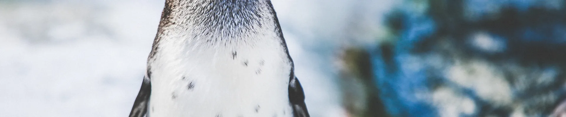 King George Island, South Shetland Islands