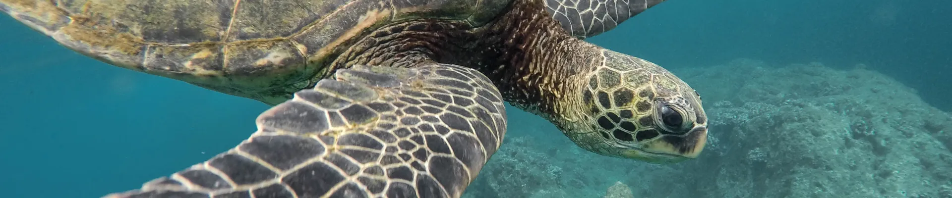 Lacepede Islands, Western Australia