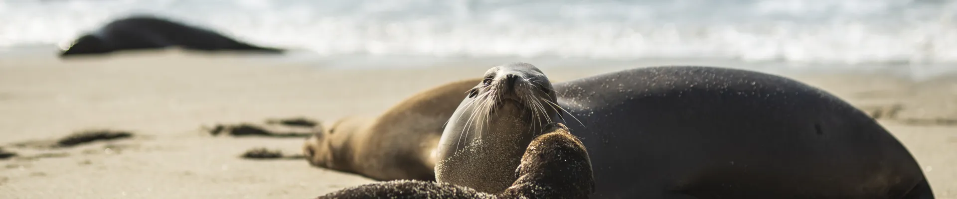 Punta Vicente Roca, Isabela Island, Galápagos