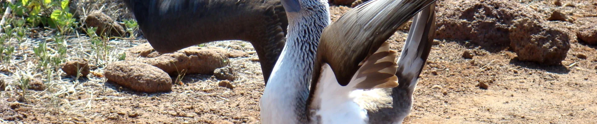 Elizabeth Bay, Isabela Island, Galápagos