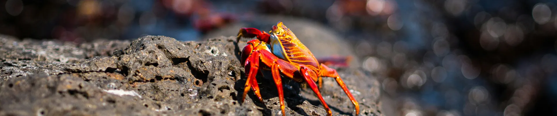 Puerto Ayora, Isla Santa Cruz