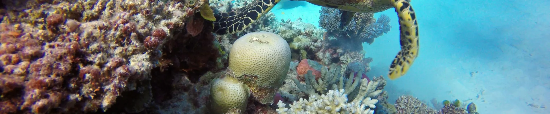 Great Barrier Reef, Queensland
