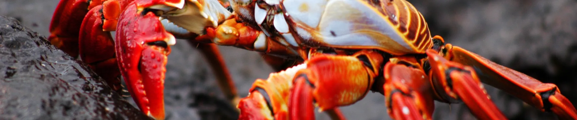 Sullivan Bay, Santiago Island, Galápagos