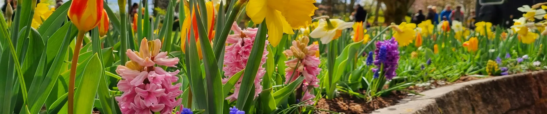 Keukenhof Gardens, Lisse