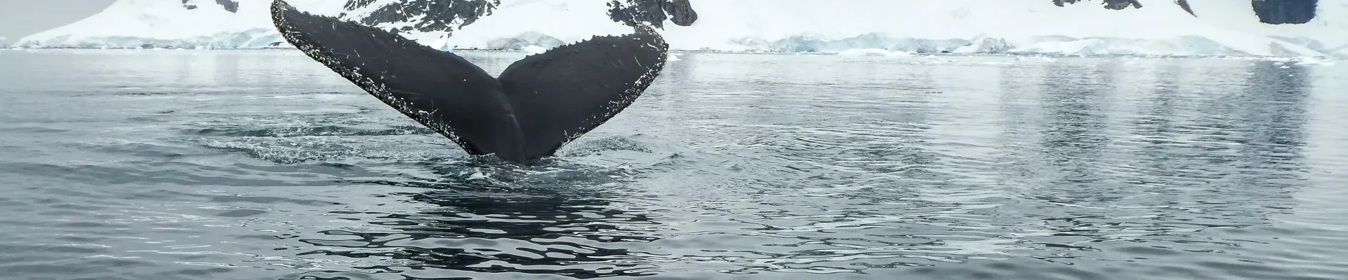 South Shetland Islands