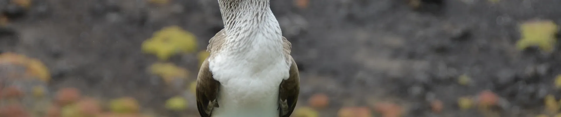 Champion Island, Galápagos