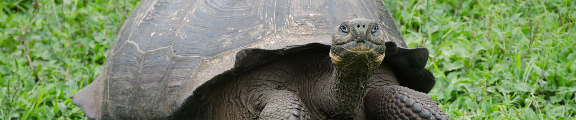 Punta Espinoza, Fernandina Island, Galápagos