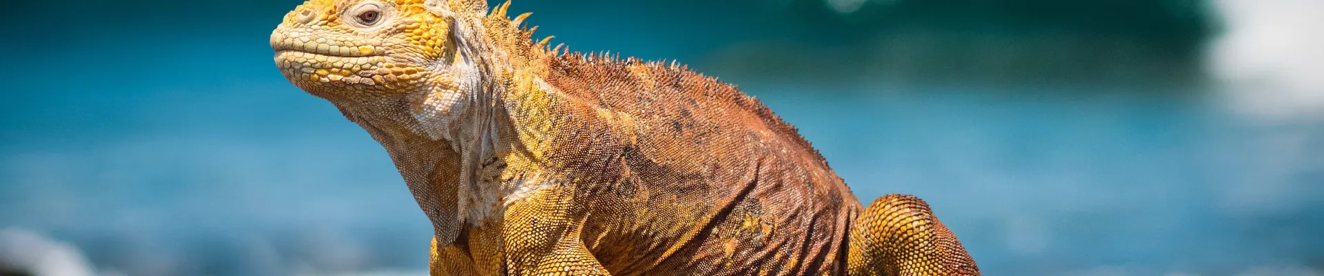 Fernandina Island, Galápagos