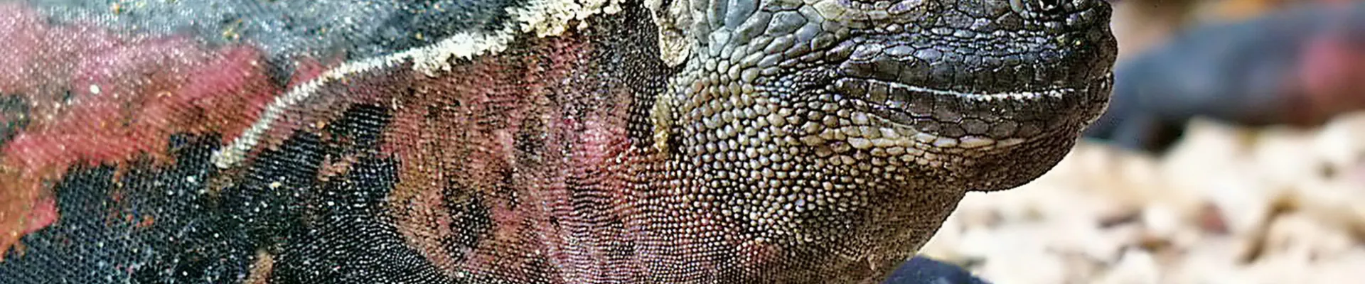 Elizabeth Bay, Isabela Island, Galápagos