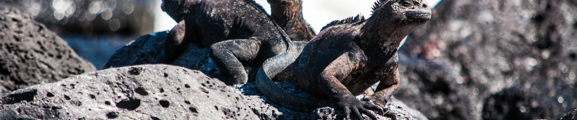 Dragon Hill, Santa Cruz Island, Galápagos