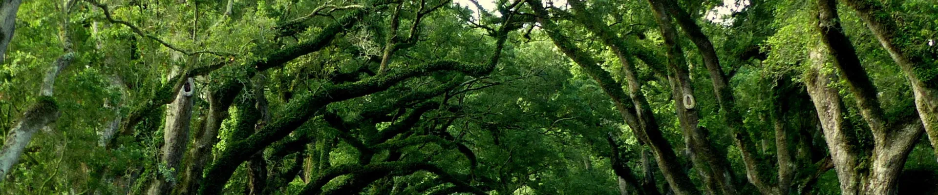 Oak Alley, Louisiana