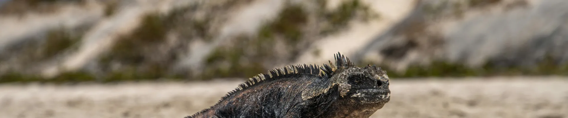 El Edén Island, Galápagos