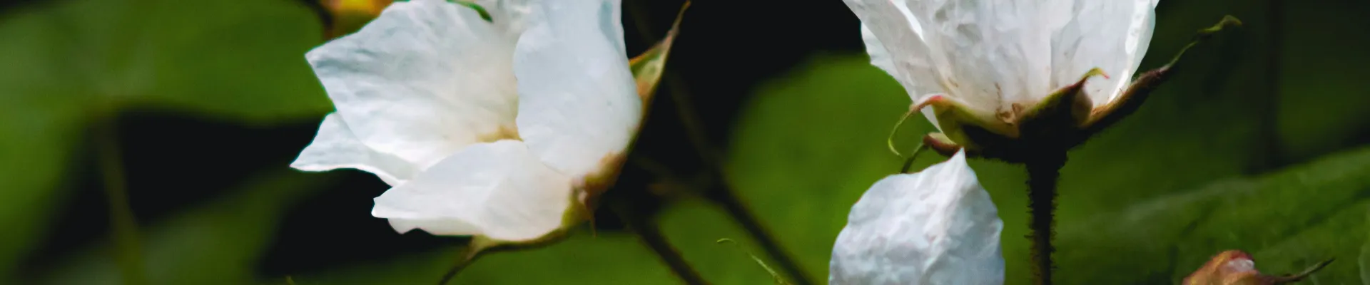 Kelowna, British Columbia