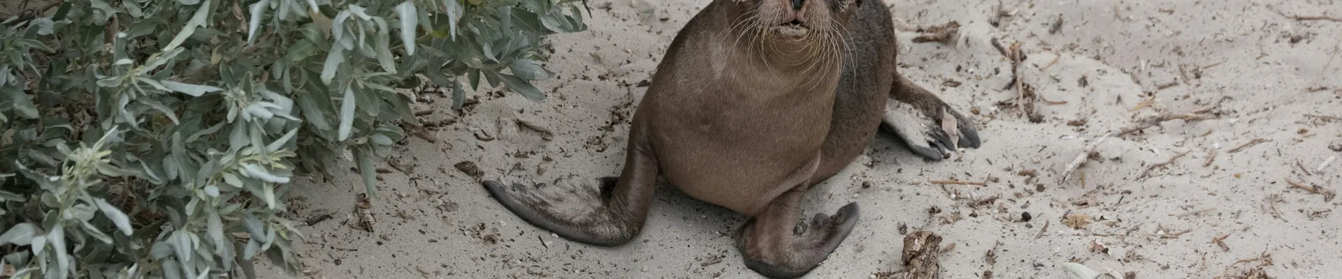 Kangaroo Island, South Australia