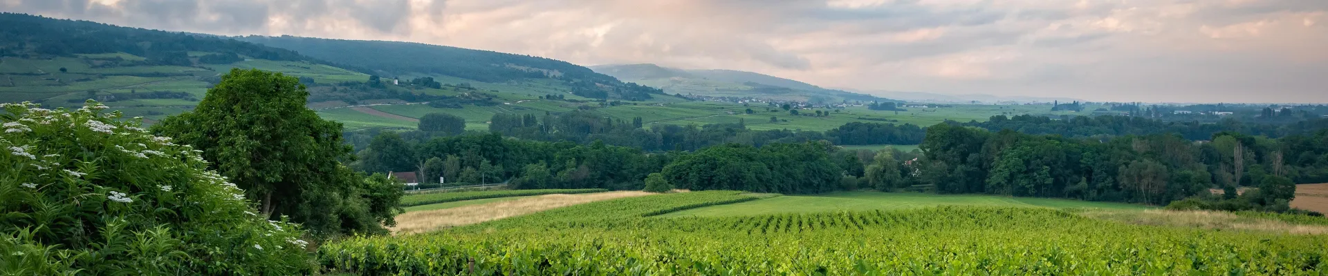Châteauneuf-du-Pape