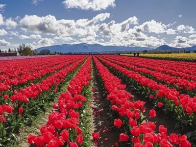 American Spirit - Enrichment