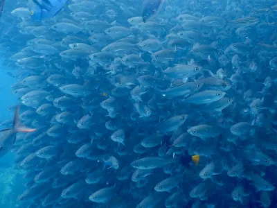 Celebrity Flora - Enrichment